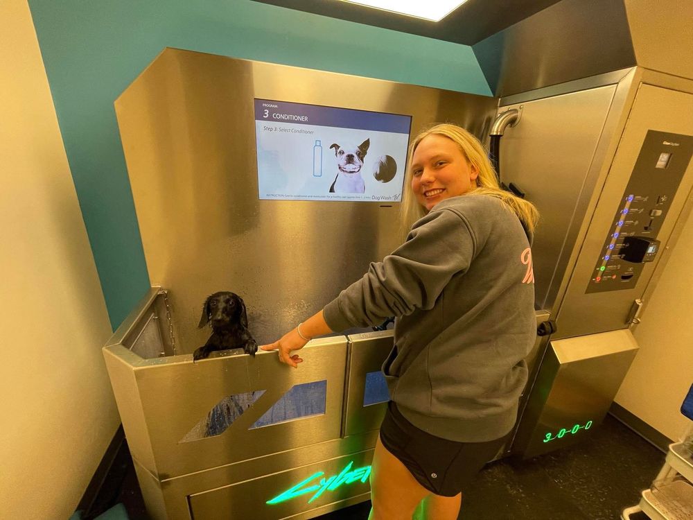 DOG GONE CLEAN - Updated January 2026 - Request an Appointment - 4813 ...