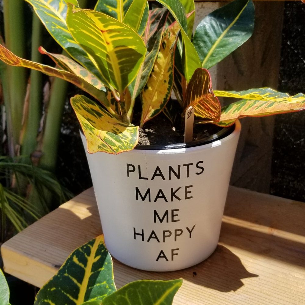 Goods on Orange - Potted plants at Goods on Orange - Home Decor Near Me - Long Beach, California Goods on Orange - Potted plants at Goods on Orange - Home Decor Near Me - Long Beach, California