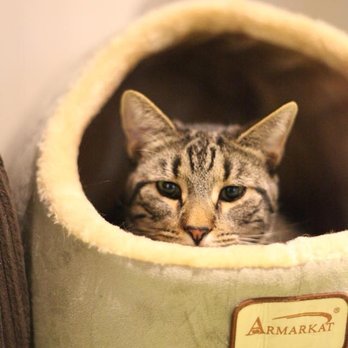 The Scratching Post Cat Cafe - Bentley, adopted January 2018 - Pet Adoption Near Me - Lewisburg, Pennsylvania The Scratching Post Cat Cafe - Bentley, adopted January 2018 - Pet Adoption Near Me - Lewisburg, Pennsylvania