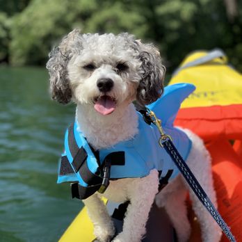 Lady Bird Lake - My sweet boy loving this water! - Hiking Near Me - Austin, Texas