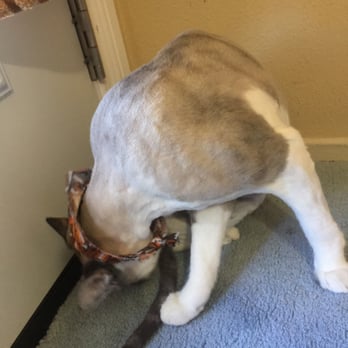 A Pet Affaire - Pet Groomers Near Me - Oxnard, California