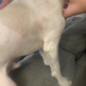 Pet Supplies Plus Blasdell - Bleeding from irritation - Pet Stores Near Me - Blasdell, New York