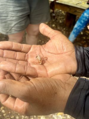 Virgin Islands Ecotours - St. Thomas by null