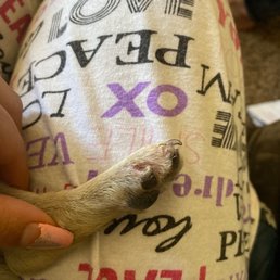 His paw that had the stitches done. Luckily it's not bleeding or anything. His paw that had the stitches done. Luckily it's not bleeding or anything.