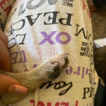 Crossroads Animal Hospital - His paw that had the stitches done. Luckily it's not bleeding or anything. - Veterinarians Near Me - El Paso, Texas Crossroads Animal Hospital - His paw that had the stitches done. Luckily it's not bleeding or anything. - Veterinarians Near Me - El Paso, Texas