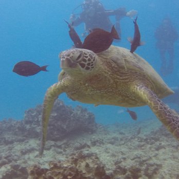 Kaimana Divers - Scuba Diving Near Me - Honolulu, Hawaii