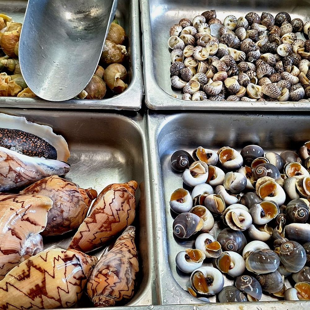 Saigon Marketplace - Snails - International Grocery Near Me - Tampa, Florida Saigon Marketplace - Snails - International Grocery Near Me - Tampa, Florida