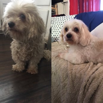 Sam's Mobile Grooming - Pet Groomers Near Me