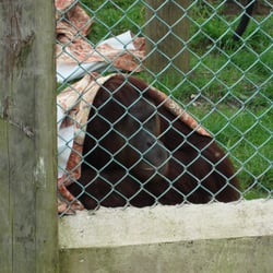 Monkey World