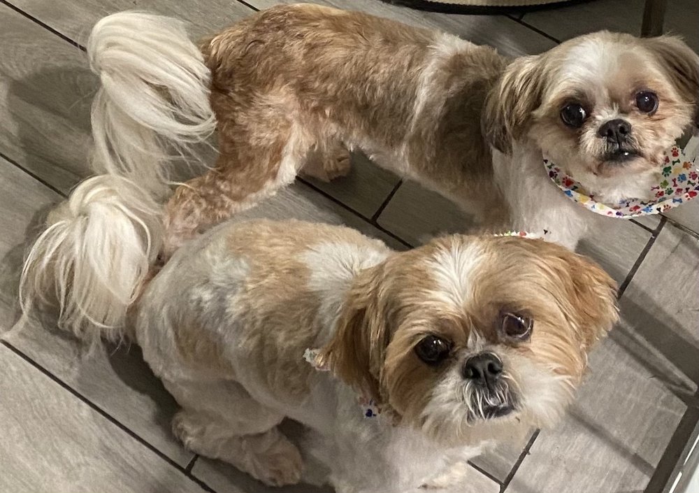 BUBBLES AND BOWS MOBILE PET SPA 42 Photos & 12 Reviews Saint