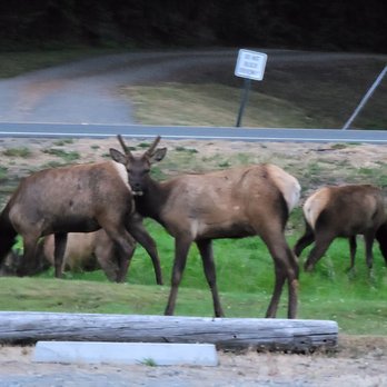 Elk Meadow Cabins - View from front door of #7 Beachcomber - Vacation Rentals Near Me - Orick, California