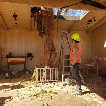 Valley View Tree Service - The house was built around the tree and it was starting to get too big - Tree Services Near Me