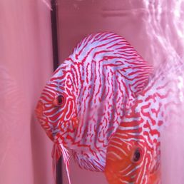 Beautiful looking discus Beautiful looking discus