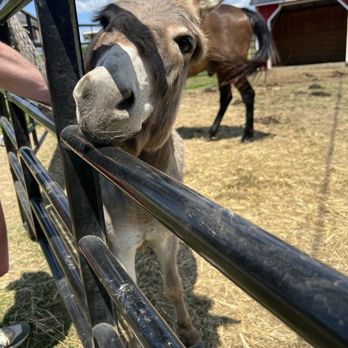 Conant Apple Orchards - Donkey - Farms Near Me - Etna, Maine