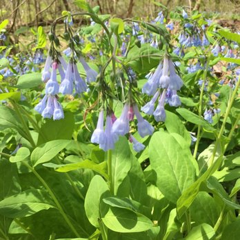 Blackwater Creek Trail - Beautiful flowers - Hiking Near Me - Lynchburg, Virginia Blackwater Creek Trail - Beautiful flowers - Hiking Near Me - Lynchburg, Virginia
