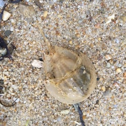 Monomoy National Wildlife Refuge - Beach find