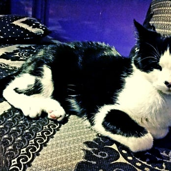 Hostel Leidseplein - Hostel cat - Hostels Near Me - Amsterdam, New Hampshire