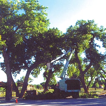 Tree Doctor 911 - Tree Services Near Me - Albuquerque, New Mexico Tree Doctor 911 - Tree Services Near Me - Albuquerque, New Mexico