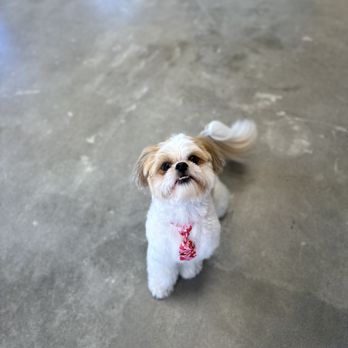 petbar Boutique - League City - Pet Groomers Near Me - League City, Texas petbar Boutique - League City - Pet Groomers Near Me - League City, Texas