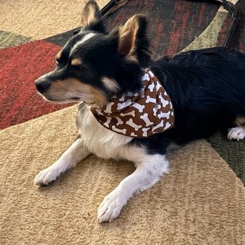Elsa's Chop Shop - Alsa's Chop Shop:   They did such a great job on my boy Taco. Will definitely be going back. - Pet Groomers Near Me - Bullhead City, Arizona