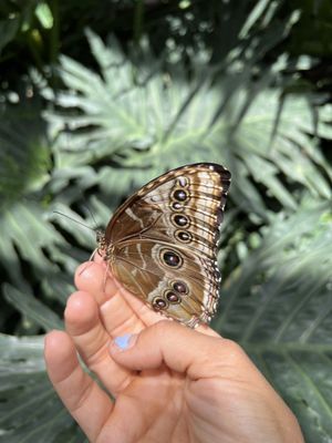 Butterfly Biosphere by null