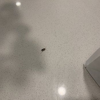 Ka Thai - Bug that crawled out of to go bag - Thai Near Me - Dallas, Texas Ka Thai - Bug that crawled out of to go bag - Thai Near Me - Dallas, Texas