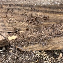 Integrity Pest and Termite