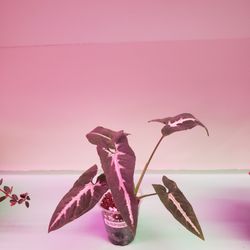 Rare Plant Care Canada