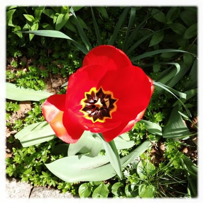 Hua Mei Bird Garden by null