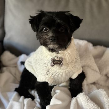 VEG ER for Pets - This is just Atlas again because he is just that darn cute! Thanks again!!! - Emergency Pet Hospital Near Me - New York, New York VEG ER for Pets - This is just Atlas again because he is just that darn cute! Thanks again!!! - Emergency Pet Hospital Near Me - New York, New York