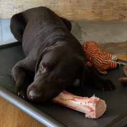 Glenn's Market & Catering - Beef bone for my Service Dog.