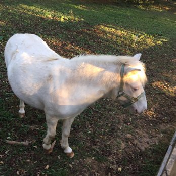 Hogback Mountain Pony Rides - Party Equipment Rentals Near Me - Leesburg, Virginia Hogback Mountain Pony Rides - Party Equipment Rentals Near Me - Leesburg, Virginia