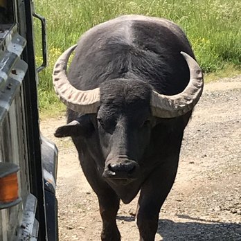 Fort Chiswell Animal Park - Bison - Zoos Near Me - Max Meadows, Virginia Fort Chiswell Animal Park - Bison - Zoos Near Me - Max Meadows, Virginia