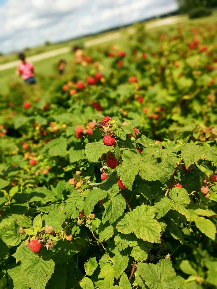 MITCHELL’S BERRIES Updated June 2024 9331 Mitchell Dewitt Rd, Plain