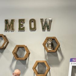 Orlando Cat Cafe