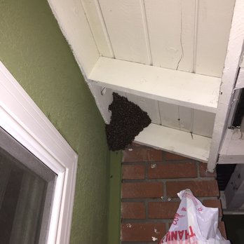 Bee Gone Bee Removal Service - Pest Control Near Me Bee Gone Bee Removal Service - Pest Control Near Me