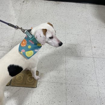PetSmart - Dallas my foster dogs grooming - Pet Stores Near Me - Machesney Park, Illinois