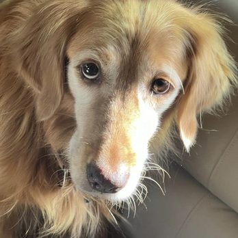 BluePearl Pet Hospital - Veterinarians Near Me - Duluth, Minnesota