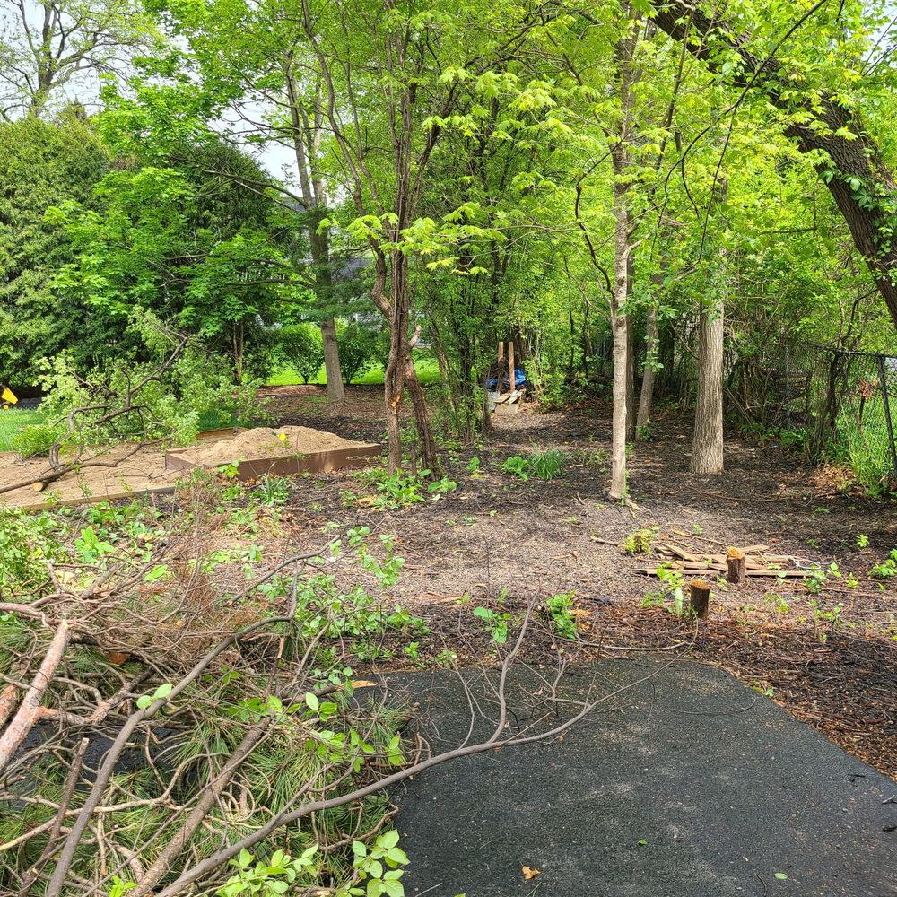 Rivas Tree Service - Buckthorn dissapearing - Tree Services Near Me Rivas Tree Service - Buckthorn dissapearing - Tree Services Near Me