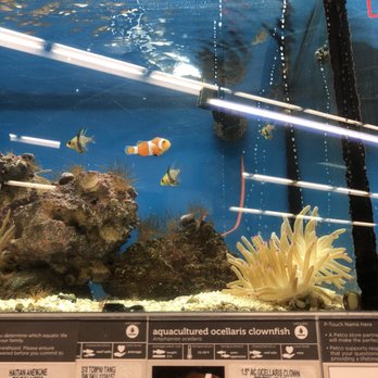 Petco - I spy Nemo - Pet Stores Near Me - Aurora, Colorado Petco - I spy Nemo - Pet Stores Near Me - Aurora, Colorado