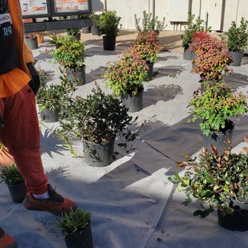 Lawson's Landscaping & Irrigation - a man standing in front of a lot of potted plants - Landscaping Near Me - Terrell, Texas Lawson's Landscaping & Irrigation - a man standing in front of a lot of potted plants - Landscaping Near Me - Terrell, Texas
