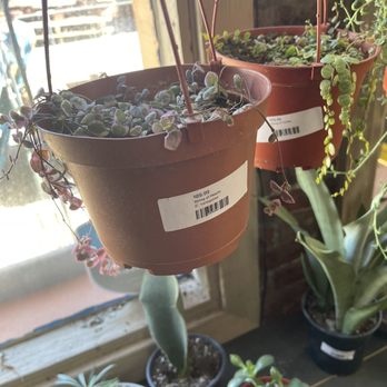 Redbud Garden Center - Not so healthy and a bit expensive. $90 String of Hearts and $60 String of Turtles. - Nurseries & Gardening Near Me - Aurora, Colorado Redbud Garden Center - Not so healthy and a bit expensive. $90 String of Hearts and $60 String of Turtles. - Nurseries & Gardening Near Me - Aurora, Colorado