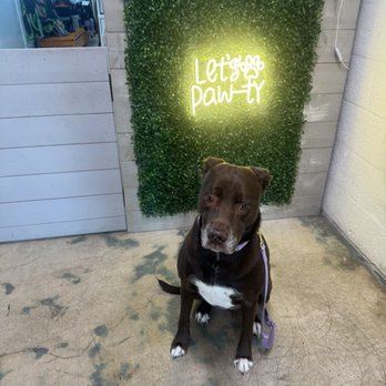 Foxy Paws - Before and after! Princess treatment! - Pet Groomers Near Me - Fort Lauderdale, Florida