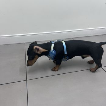 GoodVets Coral Gables - My pup - Veterinarians Near Me - Coral Gables, Florida GoodVets Coral Gables - My pup - Veterinarians Near Me - Coral Gables, Florida