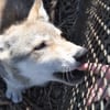 Fur-Ever Wild gift card