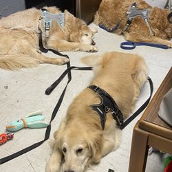 Ruff Cuts Grooming Salon - 3 golden retrievers.