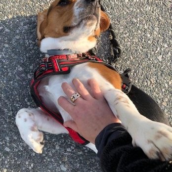 The Peaceful Pack - Extra rubs from the Pack!! - Pet Boarding Near Me The Peaceful Pack - Extra rubs from the Pack!! - Pet Boarding Near Me