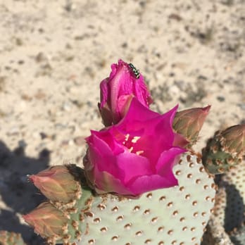 Tecopa Hot Springs Resort - Beavertail Cactus blooming on the hill above the Labyrinth at Tecopa Hot Hot Springs Resort. - Resorts Near Me - Tecopa, California