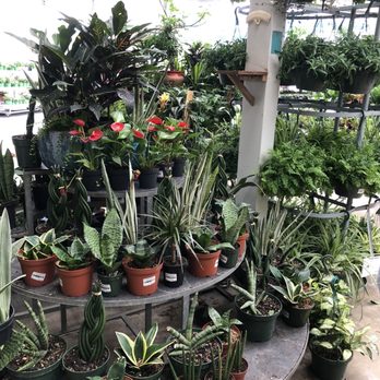 Louisiana Nursery - Lookin good - Nurseries & Gardening Near Me - Baton Rouge, Louisiana
