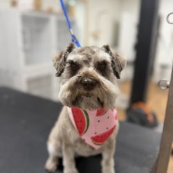 Petssible